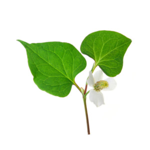 Skin Care Ingredients Houttuynia Cordata Extract